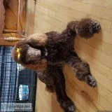 CKC STANDARD POODLE