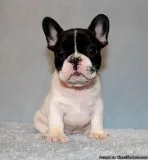 AKC BlueTri Carrier French Bulldog Puppy Girl (Fay)