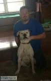 Male White English Bulldog