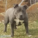 ABKCBBOA Exotic Bullies Dropping April 2019