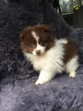 pomeranian puppies for sale