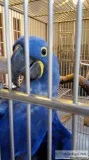 Hyacinth Macaw and Parrots ready Text at 352-405-0237