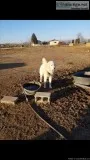 Great Pyrenees Male (Adult)