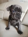 Akc registered French Bulldog puppies