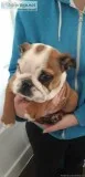 Top Class English Bulldog Puppies Available