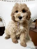 F1B Beautiful Mini Goldendoodle Puppies - Non Shedding