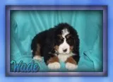Wade Male AKC Bernese Mountain Dog