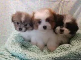 Shih-tzu and Pomeranian Designer pups