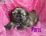 Adorable AKC Shih Tzu Puppies
