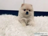 Cream White Toy Pomeranian Male