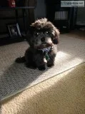 Loveable puppy needs home