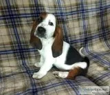 AKC registered basset hound pups