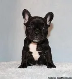 AKC BlueTri Carrier French Bulldog Puppy Girl (Gaby)
