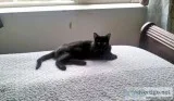 Cat free to good home