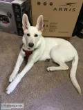White German Shepherd Puppy