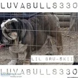 English Bulldog Stud Service Blue Tri Carrier