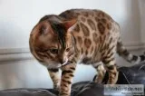 Perfect Tricolour Rosetted Bengal Stud.