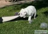 Class English Bulldog Puppies Available