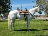 AQHA Grey Gelding