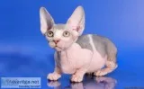 Healthy super clean Hairless Sphynx kittens with cute blue eyes