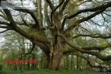 TREES UNUSUAL  AA
