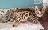 Beautiful Bengal Kittens Now Ready To Good Homes.