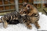 Stunning Female Bengal To Good Homes.