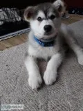 Alaskan malamut puppy