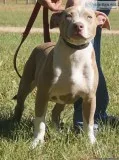 UKC XL American Bully Puppies