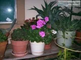 plants and pots - free