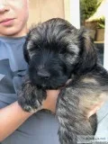 Male Whoodle Wheaten Terrier Poodle Cross Puppies