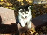 beautiful pomsky for chrismas