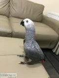 African grey parrot 8 months old.