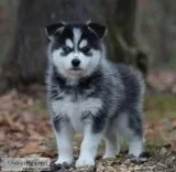 Adorable male and female pomsky puppies for sale