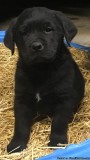 cute golden retriever puppies for adoption