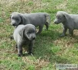 AKC SILVER and Charcoal Labrador Retriever pups