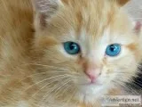 One beautiful 12 week old mainecoon kitten