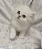 All White Persian Kitten