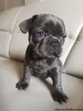Gorgeous Male and Female French Bulldogs Puppies