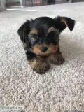 2 baby Yorkie puppies 12 weeks old EaCH