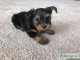 Male and female Yorkie puppies for re homing