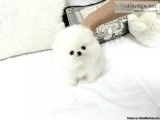 Charming Bear Face Micro Teacup Pom Available