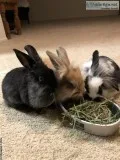 3 lionhead bunnies for sale