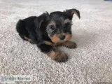 AKC Yorkie