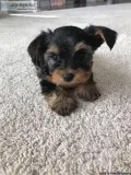 Gentle Yorkie babies need new homes