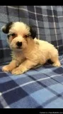 Miniature schnauzers for sale