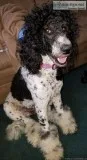 Black and white labradoodle puppies