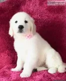 English Creme Golden Retriever Pups