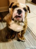 1 year old-Male English Bulldog