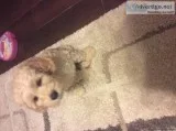 Australian multi generation labradoodle